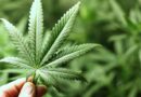 De Lillo (Omceo Roma): “Il 30% degli studenti delle scuole superiori ha usato cannabis durante l’anno”